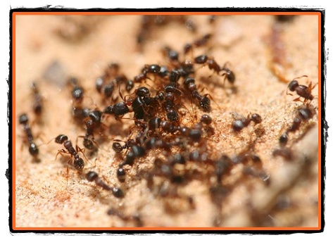 Cum se orienteaza furnicile